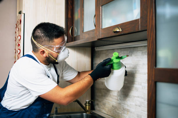 Best Flea Control Services  in The Hills, TX