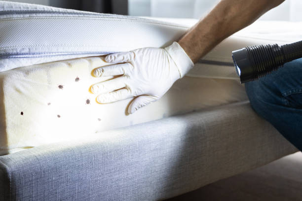 Best Ant Control Services  in The Hills, TX