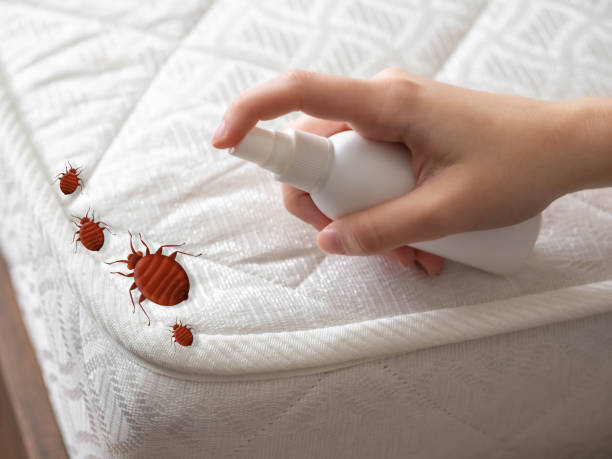 Best Ant Control Services  in The Hills, TX