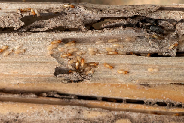 Pest Control for Restaurants in The Hills, TX