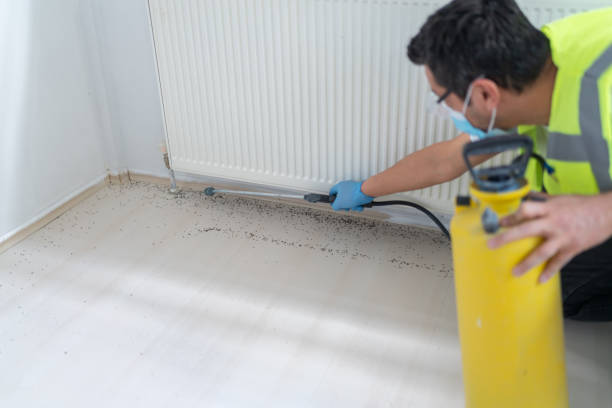 Best Termite Control Services  in The Hills, TX