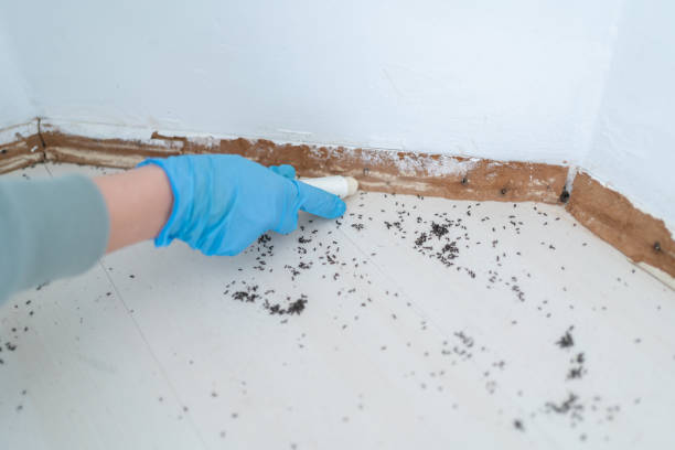 Best Residential Pest Control  in The Hills, TX