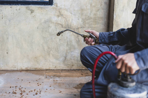 Best Termite Control Services  in The Hills, TX